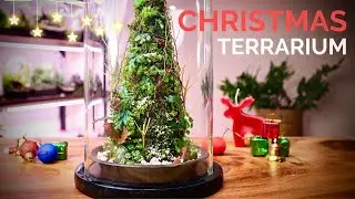 Make a Stunning Christmas Tree Terrarium with live moss and plants
