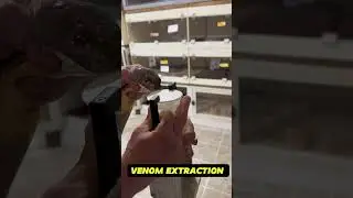 One of our king cobras extracted from today.