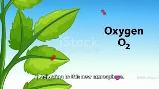 What If Oxygen Levels on Earth Increased to 41%#OxygenLevels #Environment #HypotheticalScenario