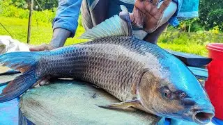 Expert Fish Cutting Technique | Quick, Clean & Hygienic Fish Cutting for Fresh Market