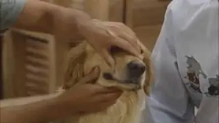 Full House Funny Clip - Comet does Elvis and Stevie Wonder impressions