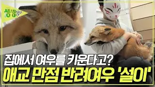 '앉아! 손!'은 기본 심지어 OO까지 한다고? 집 안에 사는 여우 '설이'의 장기자랑 [2TV 생생정보] KBS 250130 방송