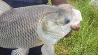 Katla fishing in karvena reservoir in mahabubnagar