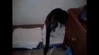 Swaggy cat