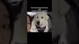 Source: Tiktok ( @Ben.leach) #memes #italy #brother #dog #meme