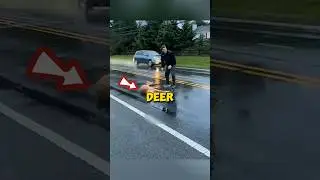 This deer almost died in car accident 💔