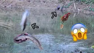Look at fish and lure😂 ត្រីមកមុននុយ #abugarcia #daiwa #shimano