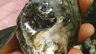 how to open osyster #live #asmr #oysters