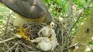Falcon birds hawk baby nest family चील पक्षी बच्चा के लिए खाना लाती है बाज पक्षी