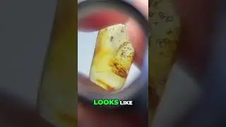 Mosquito in Dominican Amber Cab!!