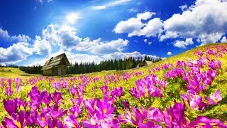 Healing 528Hz Morning Music 🌸Empower Mind, Body & Soul -One Road to Happiness