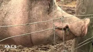 P.A.L.S Visits Cedar Row Farm Sanctuary(More Pigs)