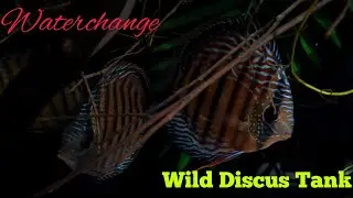 Wild Discus Tank : Waterchange