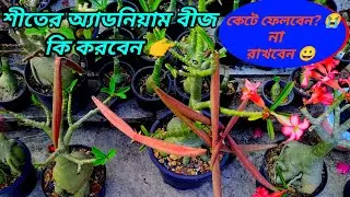 Desert Rose Seeds Care In Winter | How To Make Good Quality Adenium Seeds