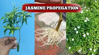 Jasmine Flower Propagation From Cuttings //How To Grow Pinwheel Jasmine From Cuttings