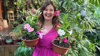 COMO CUIDAR da DIPLADENIA e ter MUITAS FLORES 🌹 🌸🌷💐