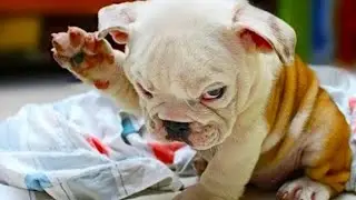Funny Angry Dogs Compilation 🤣 Watch Until The End! Don't Mess With These Pets