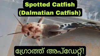 സ്പോട്ട്ഡ് കാറ്റ് ഫിഷ് | Spotted Catfish Growth Update | Dalmatian Catfish Size After Few Months |