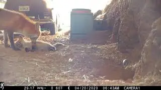 Baby fox whines at his mother while she grooms him.