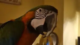 Angry parrot eating cracker and listening to beatbox #beatbox #music #macaw #funnyvideo  #deviber