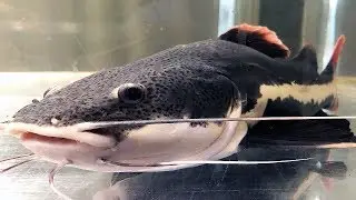 The GIANT CATFISH  aquarium