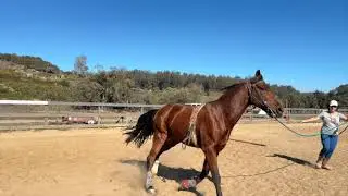 Ground Work For The Pacey Horse - Canter - Part 2 - Tennessee Walking Horse - Teddy -Gaited Horse