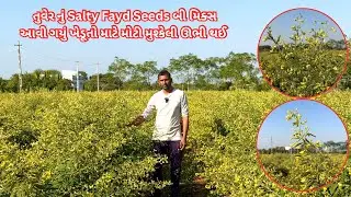 તુવેર નું Salty Fayd Seeds બી મિક્સ આવી ગયું ખેડૂતો માટે મોટી મુશ્કેલી ઊભી થઈ  #farming #khedut #gir