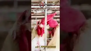 Indus Poultry Equipments &ndash; Poultry Equipment Manufacturing, Supply & Installation