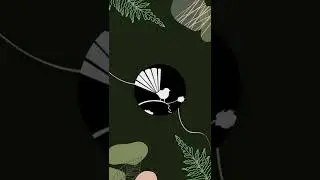 Korimako
