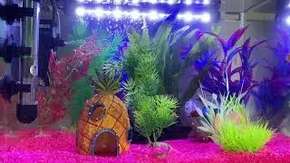 Psychedelic Fish Tank - Tropical Aquarium - Ambient Music