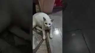 new cat