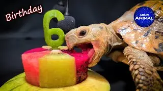 ASMR Mukbang Eating BIRTHDAY CAKE 🎂 Turtle Tortoise 126