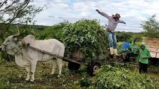 HUGO FAZENDO A SILAGEM DE MANIÇOBA RICA EM PROTEÍNA AS VACAS PRODUZ MUITO MAIS LEITE SOLEDADE-PB