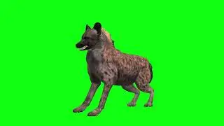3D Hyena Barking animation green screen footage | 4K footages | GreenScreen Vfx