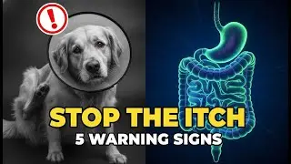 5 Dog Gut Health Symptoms You Should NEVER Ignore (2026 Guide)