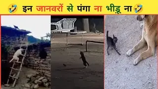 funny dog  | funny animal | funny pets | smart dog | laughing funny video | laughing video 😂