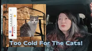 Я устроила кошачий приют, потому что на улице ужасно холодно!