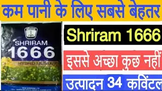 श्रीराम 1666 हाइब्रिड सरसों|| ShriRam 1666 Hybrid Sarson | shriram 1666 hybrid mustard price |