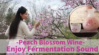 Peach Blossom Wine - Enjoy Fermentation Sound/桃花酒/自家製ももの花の酒/Vino Dulce de Flores de Durazno