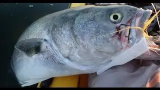 Bluefish and Striper Fishing - Jig Strips and Dark Matter Rods