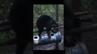 RECORD BOOK Bear Gets Shot  #bear #bearhunting #blackbear