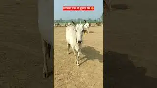 हरियाणा नस्ल की सुंदरता देखें 😍 #cow #reels #reel #ytshorts #shortvideo #desicow #cowfarm #youtube