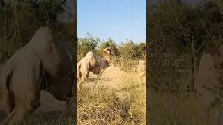Camel Search A Darling Camel voice #shorts