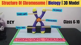 3D Chromosome Structure Model | Biology Project | Students DIY Science Project for School Exhibition
