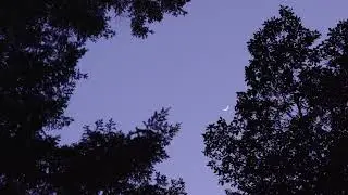 4K FREE STOCK FOOTAGE - Moon Through Trees