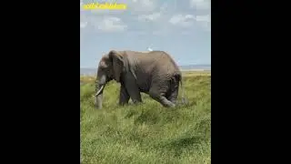 Giant of the Wild: Majestic Elephant Roams Free #wildlife #nature #animals #shorts #trending #viral