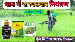 🌾धान में खरपतवार नियंत्रण कैसे करें | dhaan me kharpatwar nashak dawa kb dale | धान में खरपतवार