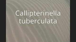 Callipterinella tuberculata