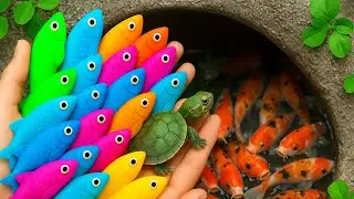 Great Catch Strange Turtle In Tiny Pond, Baby Turtles, Guppy Fish, Betta FIsh, Cute Fish, Neon Fish