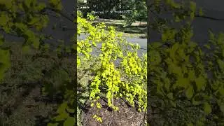Jujube in Florida Dry Season&hellip; Worth Planting? 🤷🏽&zwj;♀️@FruitfulFloridaGarden